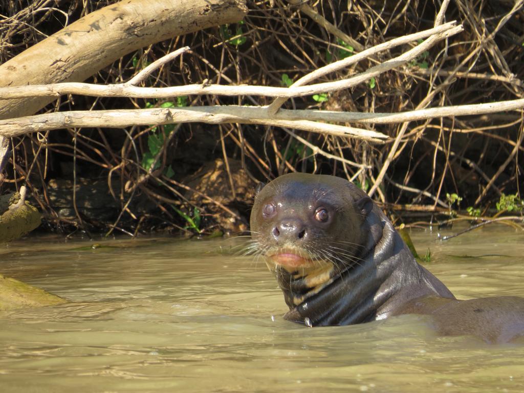 Pousada Reserva Ecologica Jaguar Pocone Bagian luar foto