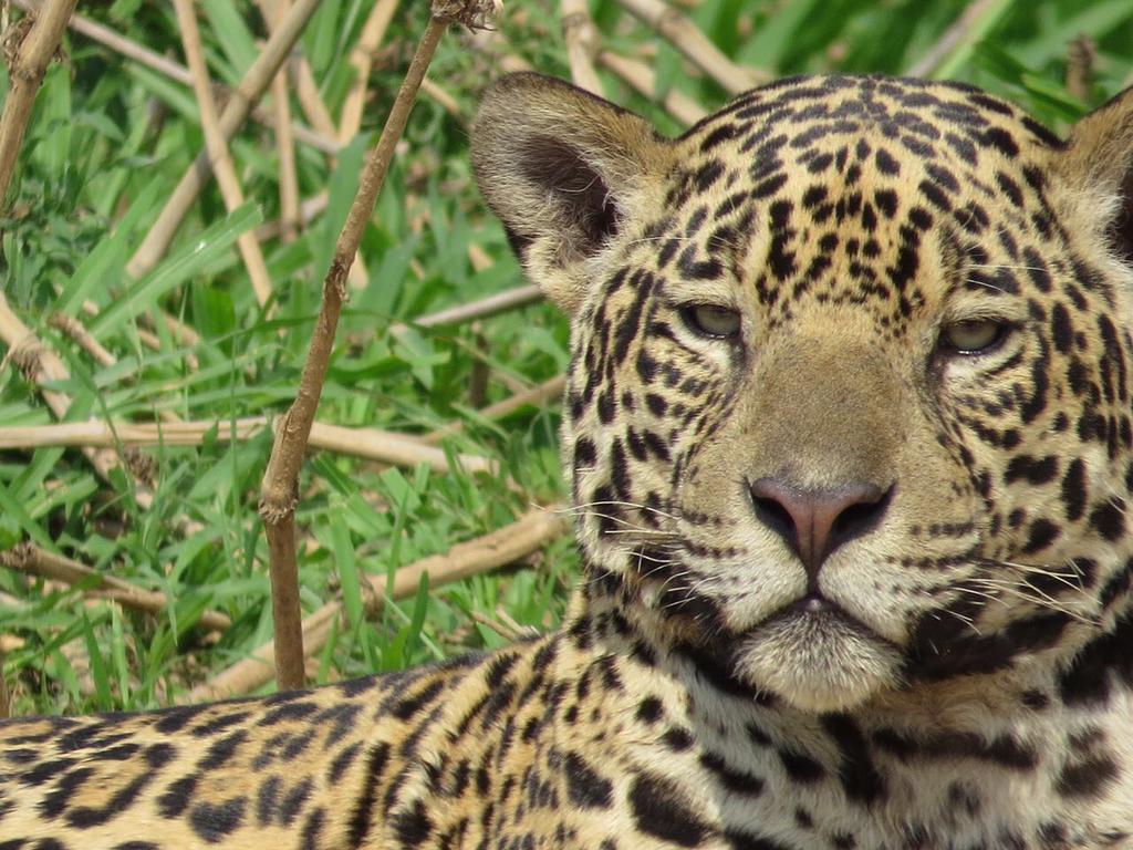 Pousada Reserva Ecologica Jaguar Pocone Bagian luar foto