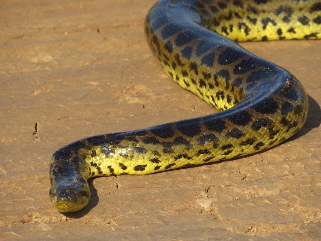 Pousada Reserva Ecologica Jaguar Pocone Bagian luar foto
