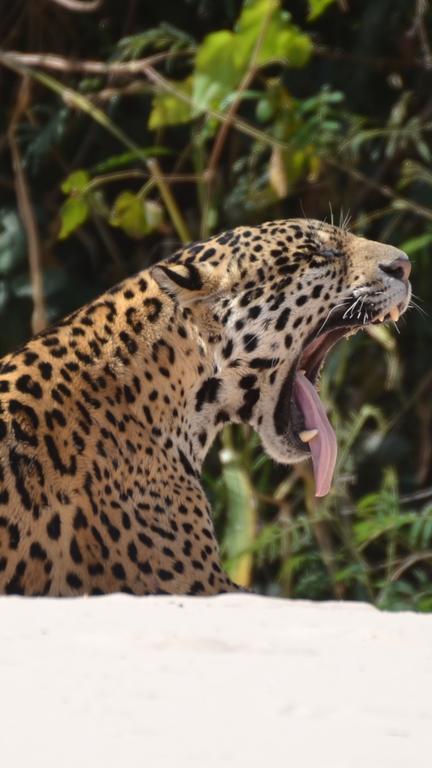 Pousada Reserva Ecologica Jaguar Pocone Bagian luar foto